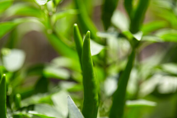 Fototapeta premium Close-up view of green chili peppers on plant