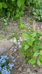 Small white and blue flowers growing in a garden during summer  