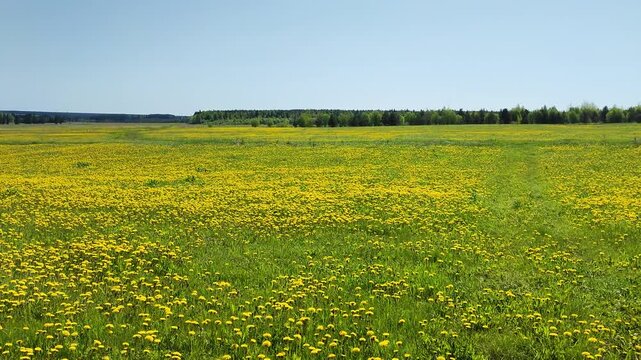 blooming dandelions in a field on a clear summer day