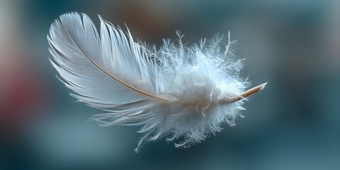 Pristine white bird feather floats. Soft gradient background (grey to blue). Feather sharp, central/off-center. Ethereal soft light. Lightness, purity. Ample space.
