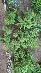 Flowering lilac bush in urban garden during summer season  