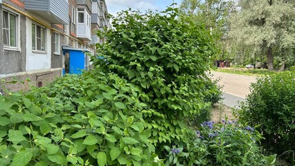 Colorful blooming irises in a garden during summer season  