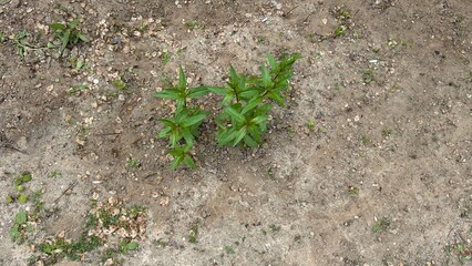 Green plants growing in dry soil under natural light during summer  