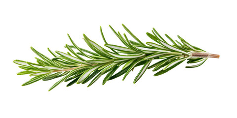 Fototapeta premium Close-up vibrant rosemary sprig on black backdrop, highlighting its freshness and culinary use