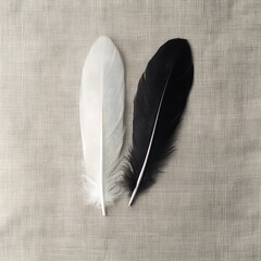 Feather Duo: White and Black Contrast