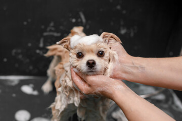 Foamy shampoo on dog's head, being gently held. Brown eyes, clean environment, grooming moment.