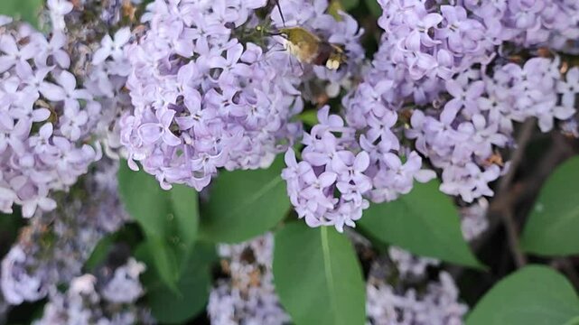 broad-bordered bee hawk-moth pollinates blooming lilacs