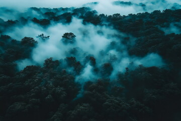 Misty forest enveloped in early morning fog reveals a hidden world of tranquility and wonder