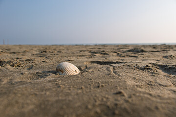 Seashell on a Tranquil Beach. cox's bazar, bay of bengal, Bangladesh
