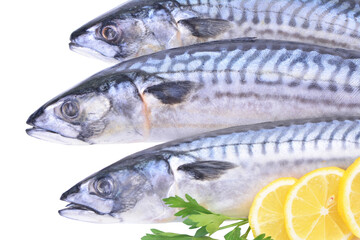 Fresh fish mackerel isolated