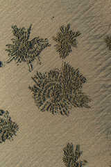 Crab Patterns in Sand on Beach. cox's bazar, bay of bengal, Bangladesh.