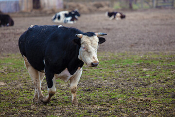 Close-up of a black and white cow with a white muzzle against the background of a herd.