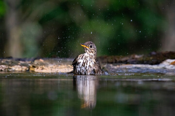 Song thrush (Turdus philomelos)