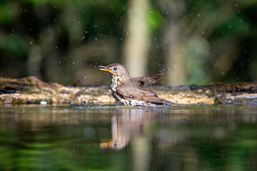 Song thrush (Turdus philomelos)