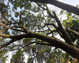 A wide-angle view of large tree branches stretching out across the sky in a serene forest setting. The sunlight filtering through the leaves creates a natural and peaceful atmosphere