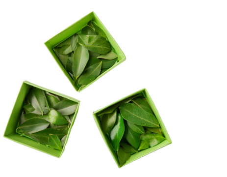 Green boxes containing fresh laurel leaves on transparent background