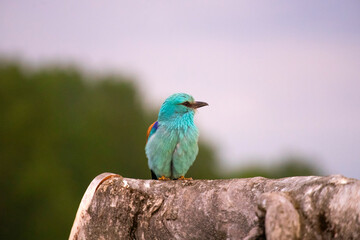 European roller (Coracias garrulus) bird.