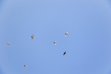 Pigeons Soaring in a Clear Blue Sky