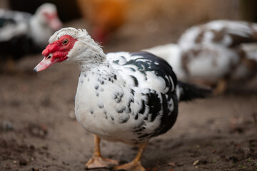 Birds on a farm. Close-up of Muscovy ducks grazing on the ground.