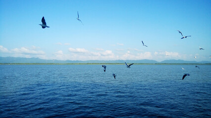 Seagulls Soaring Over Tranquil Sea, Bay of Bengal, Bangladesh