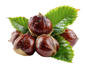 Harvesting chestnuts fresh autumn delights nature's bounty scene view isolated on transparent background