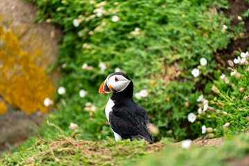 Atlantischer Papageientaucher auf grünem Felsenhang
