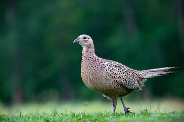 Common pheasant (Phasianus colchius) in green field