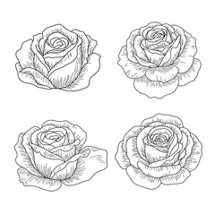 Set of Vintage Rose Outline. Hand Drawn Botanical Floral Vector Illustration.