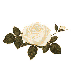 Vintage White Rose with Leaves. Hand Drawn Botanical Floral Vector Illustration.