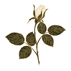 Vintage White Rose Bud with Leaves. Hand Drawn Botanical Floral Vector Illustration.