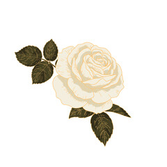 Vintage White Rose with Leaves. Hand Drawn Botanical Floral Vector Illustration.