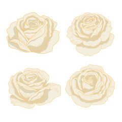 Set of Vintage White Rose. Hand Drawn Botanical Floral Vector Illustration.
