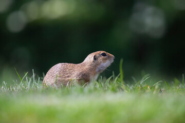 Funny ground squirrel