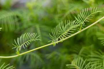 close up of cypress vine