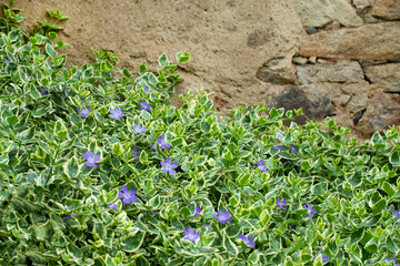 Vinca major Variegata, barwinek, większy	