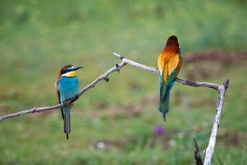 European bee eater, Merops apiaster. Common bee-eater. Close-up