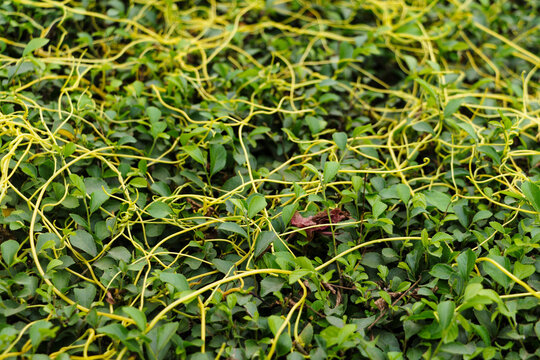 close up of dodder or amarbel