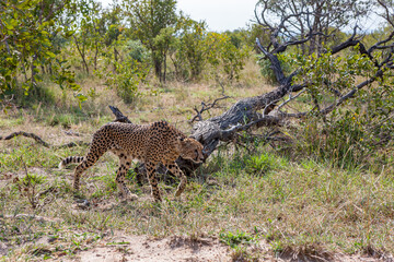 South Africa, Kruger National Park, Cheetah (Acinonyx jubatus), male