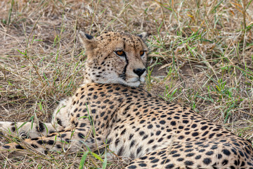 South Africa, Kruger National Park, Cheetah (Acinonyx jubatus), male