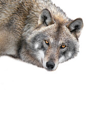 Gray wolf portrait isolated on white background