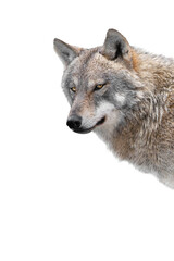  portrait she-wolf isolated on a white background