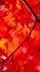 Vibrant red maple leaves autumn seasonal background