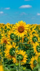 Obraz premium Vibrant sunflower field under a sunny summer sky seasonal background