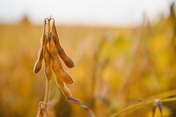 Soybean pods on the plantation at sunset. Agricultural photography