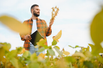 Farmer, agronomist in the soybean field. Controlling the growth of agricultural crops