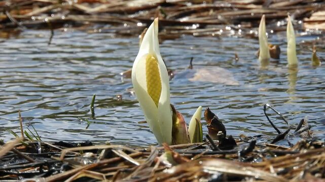 [4K] Scenery of White Skunk Cabbage (Lysichiton camtschatcensis) Blooming in the Hakkoda Wetland with Melting Snow 【4K】八甲田の湿原：雪解け水に咲くミズバショウ（水芭蕉）の白い花と新緑の深山風景 撮影日：20250527-13