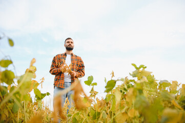Farmer, agronomist in the soybean field. Controlling the growth of agricultural crops