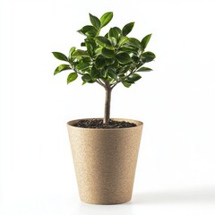 Fototapeta premium New tree growing in biodegradable pot, showcasing its vibrant green leaves and sturdy trunk, symbolizes growth and sustainability in modern gardening practices