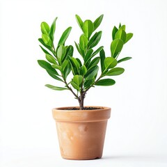 Fototapeta premium Small potted tree with bright green foliage, symbolizing growth and vitality, adds refreshing touch to any space. Its vibrant leaves create lively atmosphere