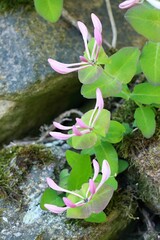 Flower of Lonicera periclymenum, known as honeysuckle, European honeysuckle or woodbine. Detail of...